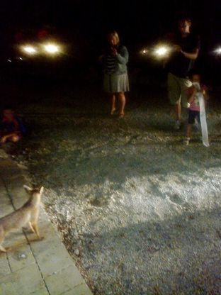La strana storia della volpe che passeggia tra i turisti