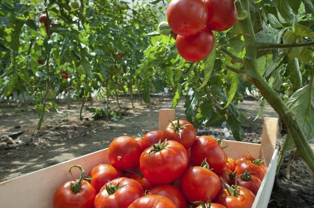 Oro Rosso, l'evento del "pomodoro" diventa un progetto per l'inserimento lavorativo