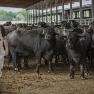 Coronavirus, a Salerno nascono i "Caciobond": paghi il formaggio oggi e lo mangi nel 2022