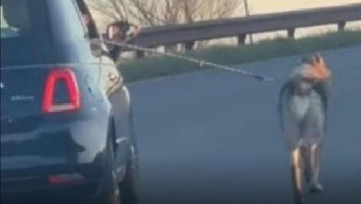 Il cane Rambo legato all’auto e trascinato, padre e figlio verso condanna per maltrattamenti