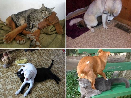 Cani e gatti: chi predomina si accomoda