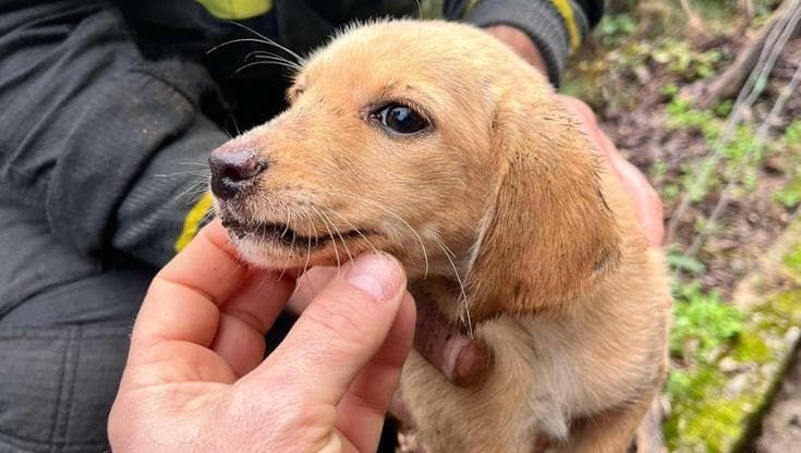 Nel Salernitano cucciolo di cane cade in un dirupo, salvato dai vigili del fuoco
