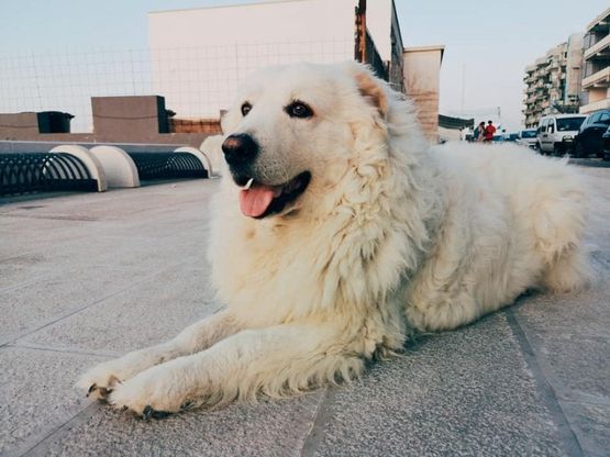 Henry, il cane di quartiere più amato di Bari: "700 padroni si prendono cura di lui"