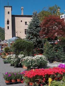 Tutti i fiori e i sapori di primavera