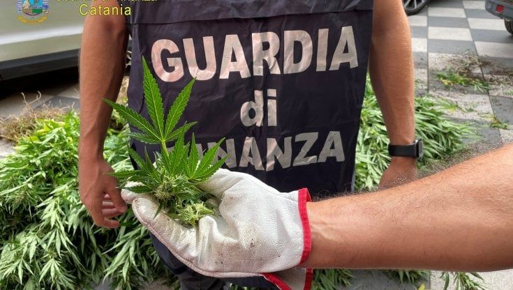 Terreno con mille piante di canapa indiana, blitz della Finanza: due arresti
