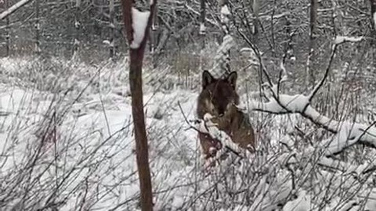 Il lupo che passeggia a Villa Ghigi: “Mai aggressivo, ma state all’erta”