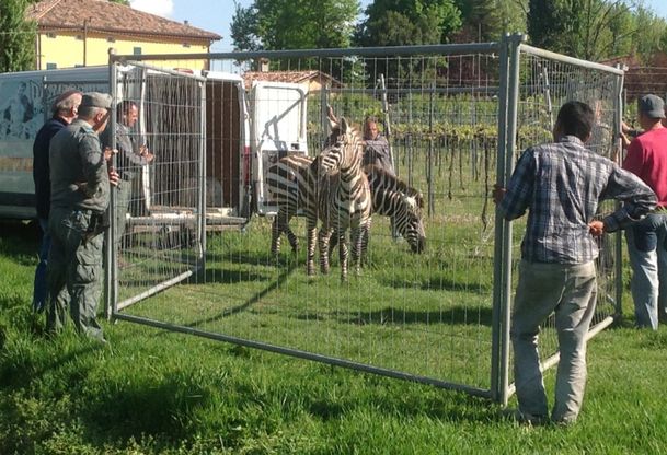 Fuggite dal circo, due zebre recuperate nel vigneto