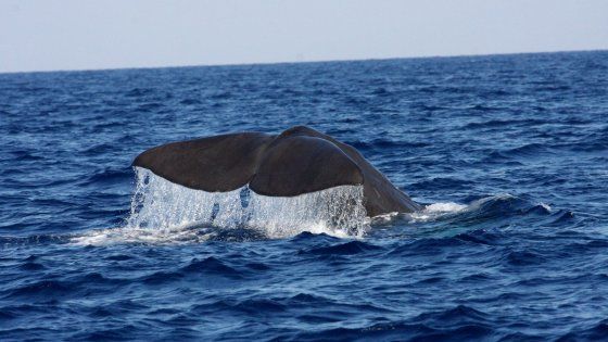 Ischia, da Modigliani a Gaudì: il piccolo Paradiso di capodogli e grampi