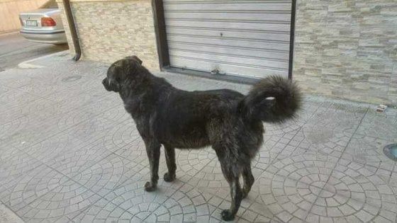 Foggia, il mistero del cane ucciso a fucilate in strada da 2 uomini col passamontagna