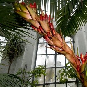 Riapre il Giardino dei Semplici<br />finiti i lavori di manutenzione