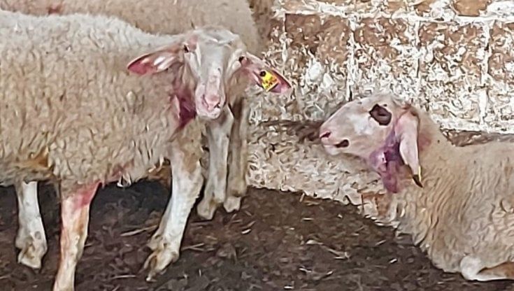 Lupi tra i pascoli in Puglia, Coldiretti lancia l'allarme: "Mattanza di pecore e capre"