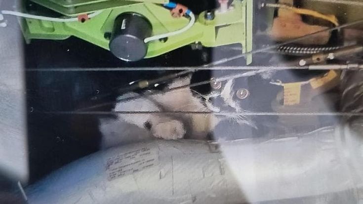 Fiumicino, gatto si infila nel motore di un aereo: addetti al lavoro da ore per recuperarlo