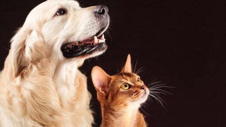 Nasce la prima ambulanza veterinaria di Parma