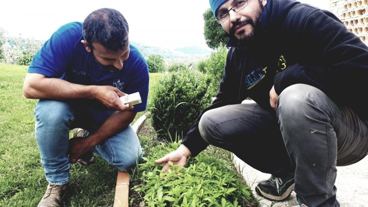 Il produttore di cannabis: "Addio fondi, così per noi è la fine"