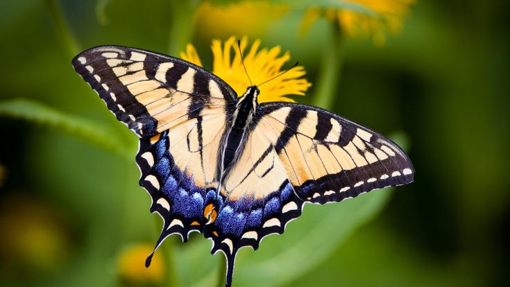 Dalla spirotromba al giroide, il misterioso vocabolario delle farfalle