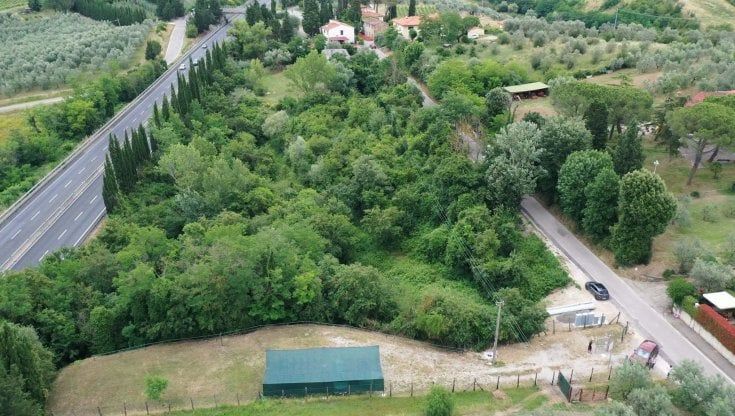 "Il bosco di Inno è salvo", il Tar dà ragione agli ambientalisti