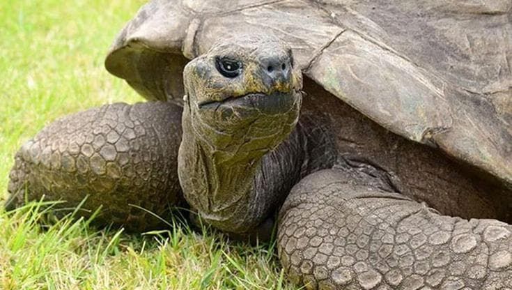 La tartaruga più vecchia al mondo non è morta, l'annuncio era solo una truffa