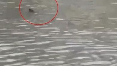 Usa, tempesta nel New Jersey: uno squalo nuota tra le strade allagate di Surf City