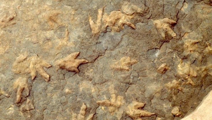 DinoTracker: quando l’intelligenza artificiale legge le impronte dei dinosauri
