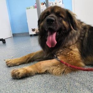 Appello per donare il sangue a Zeus. Ma il cucciolo non ce la fa