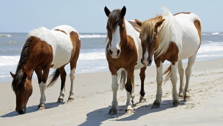 La leggenda era vera: i cavalli Chincoteague sono i discendenti dei destrieri dei conquistadores