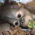 Borneo, orfana e in lacrime nella foresta: salvata la piccola orango