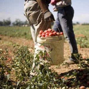 Caporalato, dal Lazio una legge contro lo sfruttamento dei braccianti