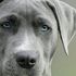 Il segreto per addestare un cane? Tante carezze