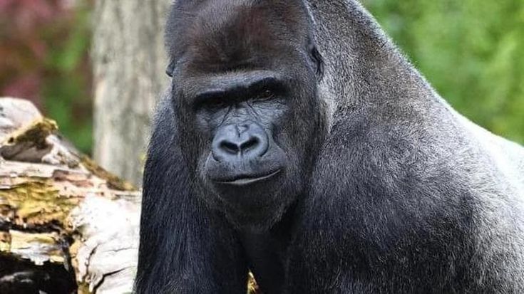 Allo Zoosafari dopo la morte di Riu, il gorilla triste, arriva il Nasibu: farà coppia con Tamani