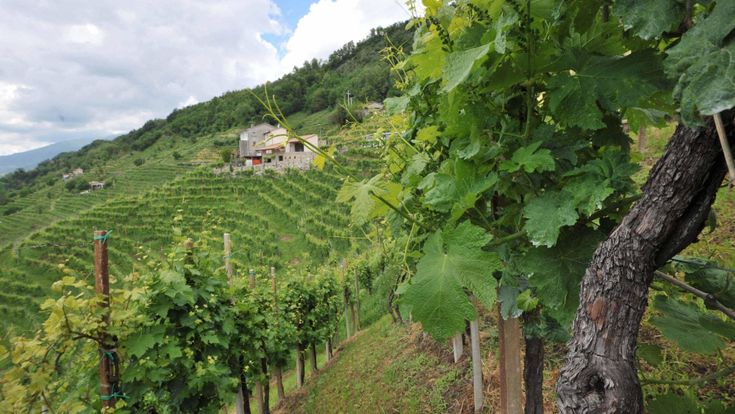 Prosecco patrimonio Unesco, una vittoria del made in Italy alimentare