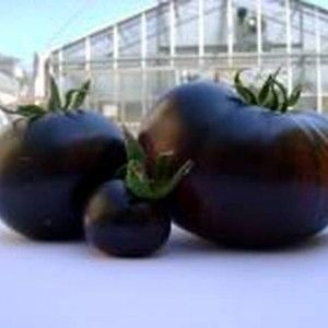Dai laboratori al mercato, ecco il pomodoro nero 'No Ogm'