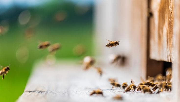 Così il glifosato disturba le api e minaccia gli alveari