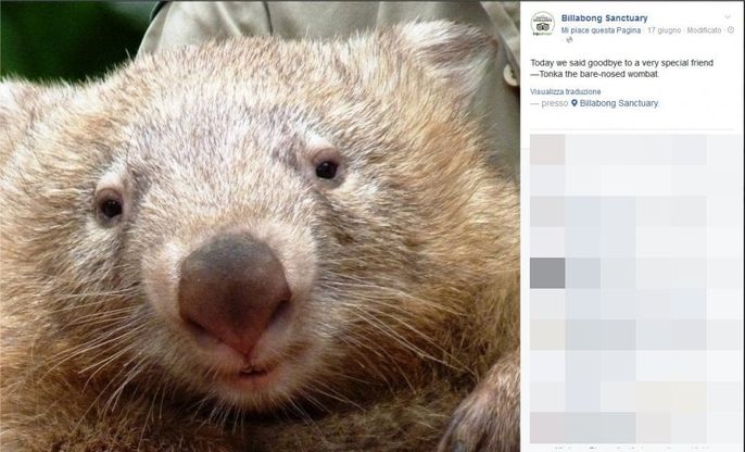 Australia, è morto Tonka il vombato triste: foto e ricordi sui social