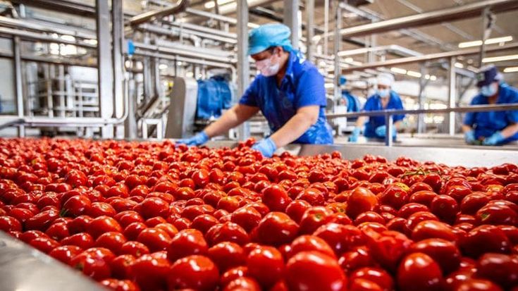 Lavoro stagionale, Conserve Italia assume 1350 addetti per la trasformazione del pomodoro