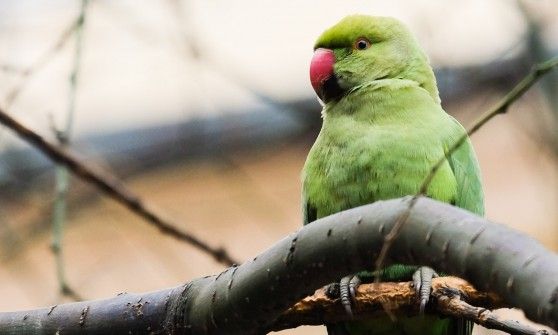 C'era anche un canguro sul furgone "Arca di No&eacute;"