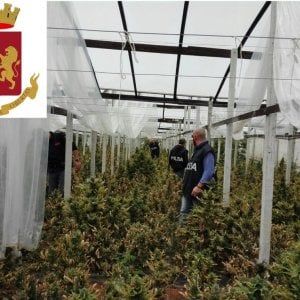 Caltanissetta, sequestrate 5 mila piante di cannabis: un business da tre milioni