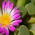 Aptenia: coltivazione, cura e propagazione