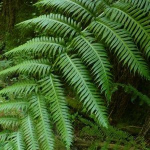 Dalla preistoria a oggi: anche a Teano spunta la felce preistorica