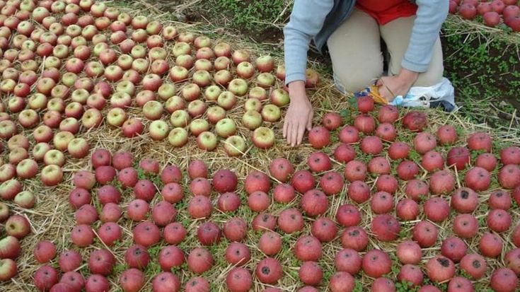 Viva l’Annurca, la mela che cura ora costa meno