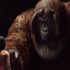 Torna 'Il libro della giungla', la favola di Mowgli è in 3D