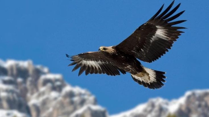 L’aquila reale, regina delle Alpi, non è ancora fuori pericolo