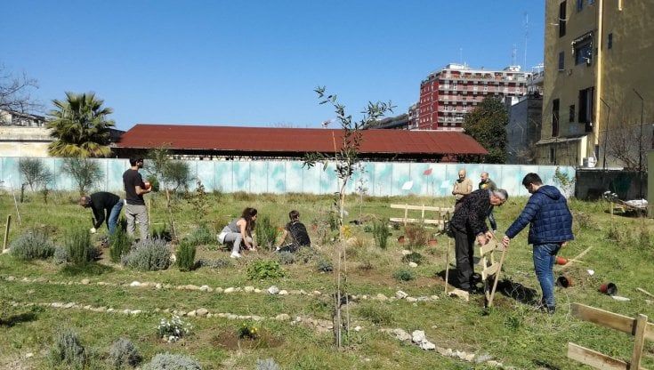 A Bari nasce il primo vivaio di comunità: i germogli vengono curati a casa dai cittadini. "Vorremmo donarli al Comune per far crescere il verde urbano"