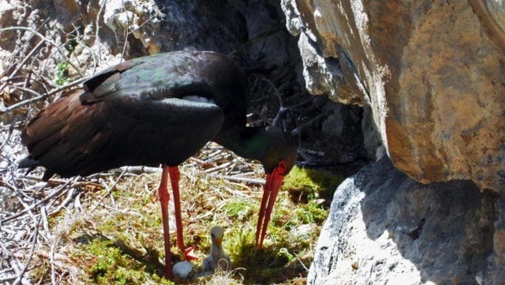 Cilento, due coppie di cicogna nera nidificano sul Cervati