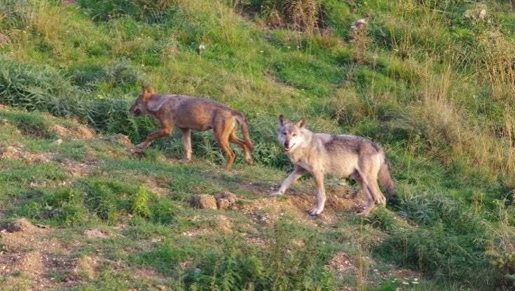 Maremma, due lupi investiti e uccisi, uno sull'Aurelia