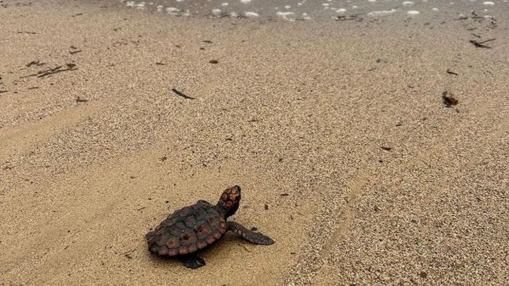 Tre tartarughe marine spiaggiate in 10 giorni tra Elba e Piombino, solo una è sopravvissuta