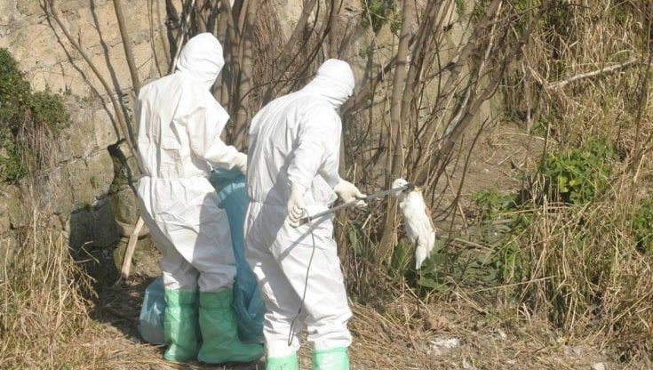 Due casi di aviaria in provincia di Prato
