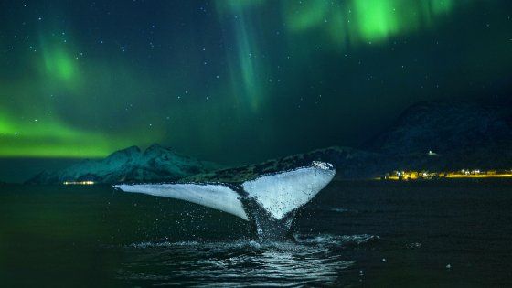 Inseguendo l’aurora boreale