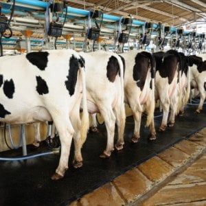 Abruzzo, allevamenti lager di bovini: maxi sequestri dei Nas