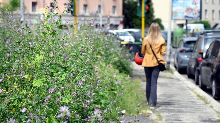 Roma dichiara guerra alle erbacce: il programma degli sfalci su Tangenziale, Muro Torto e consolari