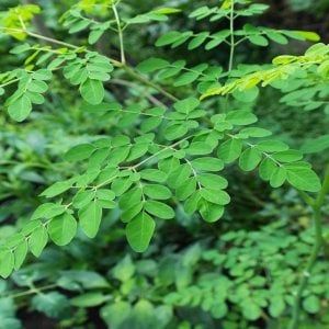 Dopo il lockdown, la moringa è una sicurezza per rimettersi in forma